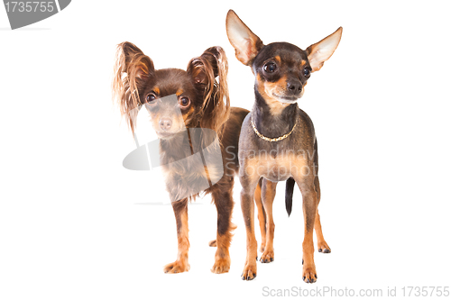 Image of Two toy terriers isolated on a white