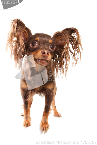 Image of  long-haired toy terrier on isolated white