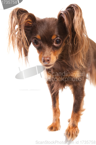 Image of  long-haired toy terrier on isolated white
