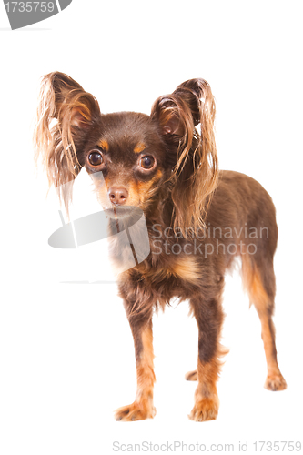 Image of  long-haired toy terrier on isolated white