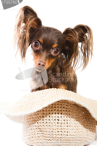 Image of long-haired toy terrier sitting in straw hat on isolated white