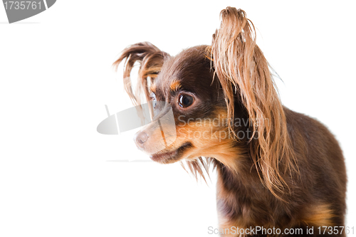Image of portrait of  long-haired toy terrier on isolated white
