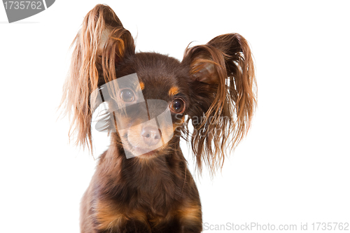 Image of portrait of  long-haired toy terrier on isolated white