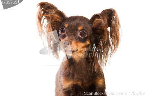 Image of portrait of  long-haired toy terrier on isolated white