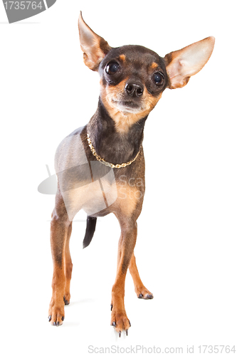 Image of short-haired toy terrier on isolated white