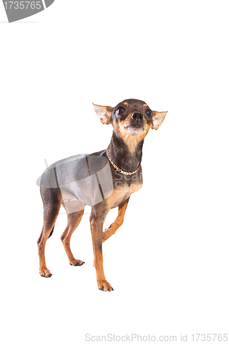 Image of short-haired toy terrier on isolated white
