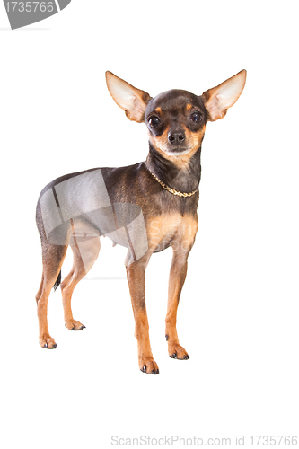 Image of short-haired toy terrier on isolated white