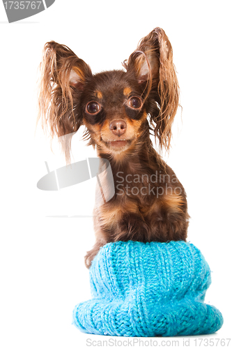 Image of  long-haired toy terrier sitting in turquoise knitted hat on isolated white 