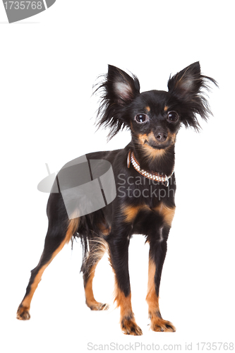 Image of  long-haired toy terrier on isolated white