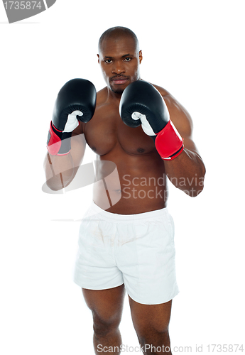 Image of African boxer in an aggressive pose
