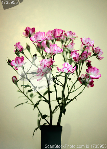 Image of Picotee  rose in bloom