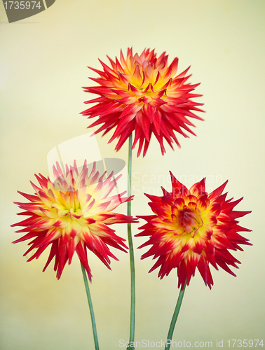 Image of Cactus Dahlia - Karma Bon Bini