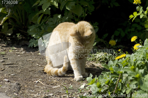 Image of Kitten play