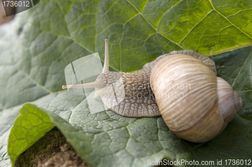 Image of Close-up of burgundy snail