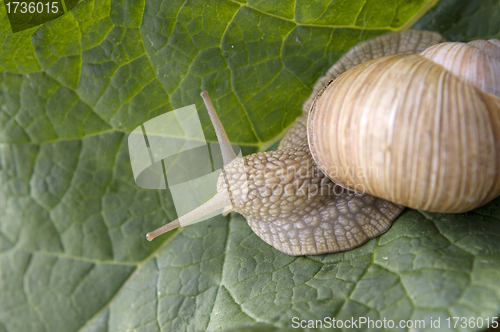 Image of Close-up of burgundy snail