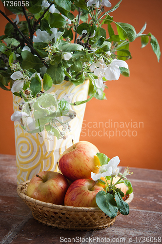 Image of Beautiful ripe apples and branches of a blossoming apple-tree in