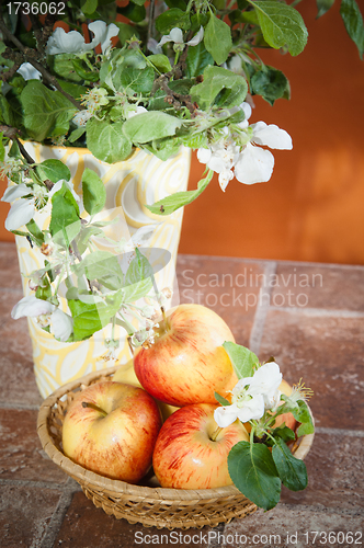 Image of Beautiful ripe apples and branches of a blossoming apple-tree in