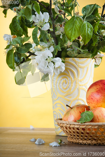 Image of Beautiful ripe apples and branches of a blossoming apple-tree in