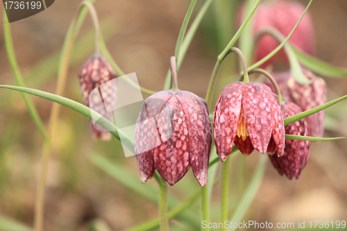 Image of Checkered Daffodil