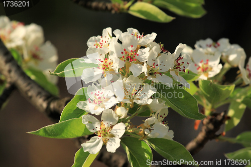 Image of Apple blossom