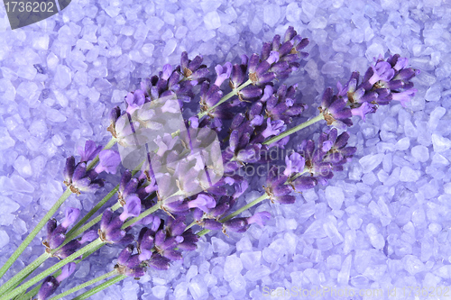 Image of Lavender