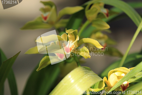 Image of Yellow orchid , cymbidium