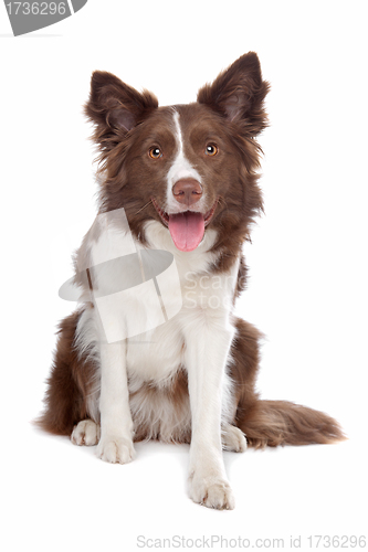 Image of Border collie sheepdog