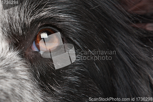 Image of close-up dog eye