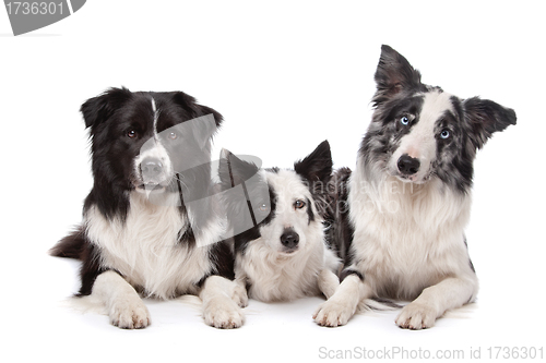 Image of Three border collie