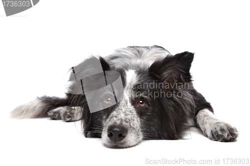 Image of Border collie