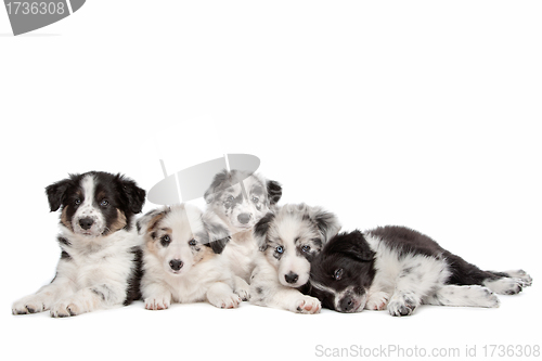 Image of Group of five border collie puppies