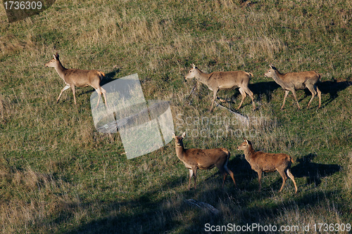 Image of farmed red deer