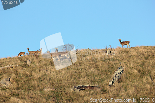 Image of domesticated red deer