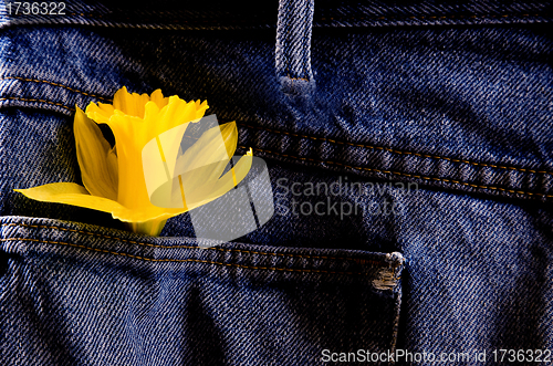Image of Daffodil and Blue Jeans
