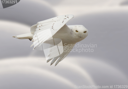 Image of Snowy owl in Flight 