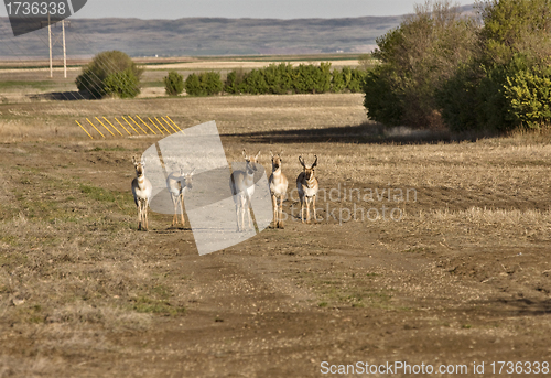 Image of Pronghorn Antelope