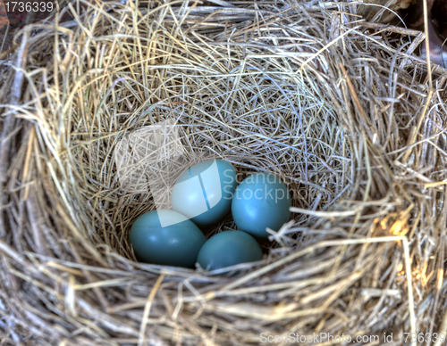Image of Robins nest in old tractor
