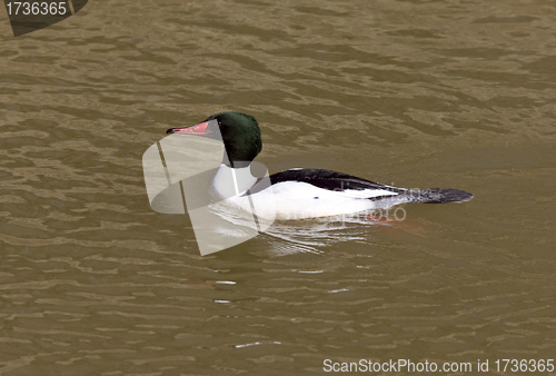 Image of common merganser