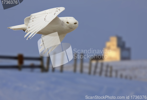 Image of Snowy owl in Flight 
