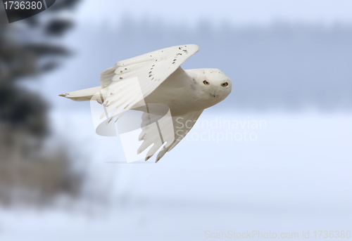 Image of Snowy owl in Flight 
