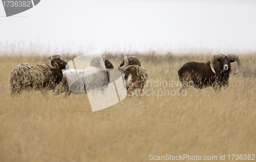 Image of European big horn sheep