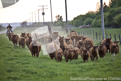 Image of Cattle Drive 