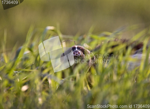 Image of Baby Skunk at den