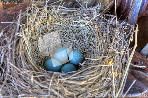 Image of Robins nest in old tractor