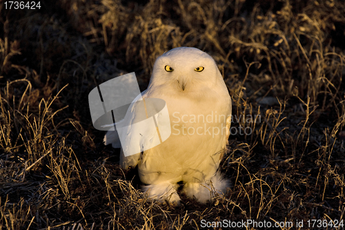 Image of Snowy Owl at sunset