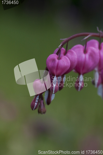 Image of bleeding heart