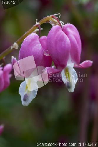 Image of bleeding heart