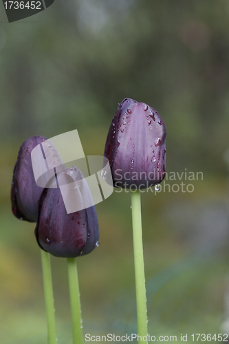 Image of dark tulips