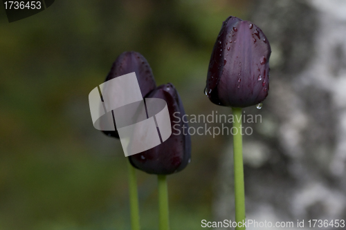 Image of black tulips