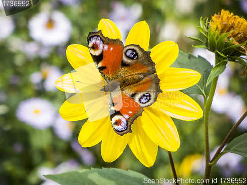 Image of butterfly Inachis Io